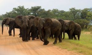 "Elephants"