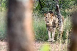 "Lion's Pose"