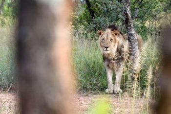 "Lion's Pose"
