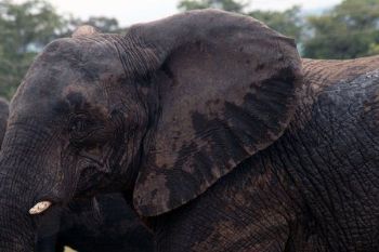 "Elephant Kingdom"
