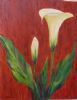 "Arum Lily"