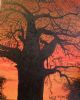 "Baobab Tree"