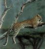 "Leopard"