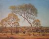 "Bushveld Scene with African Elephant"