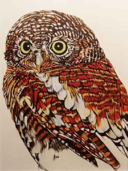 "Barred Owl"