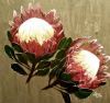 "Protea"