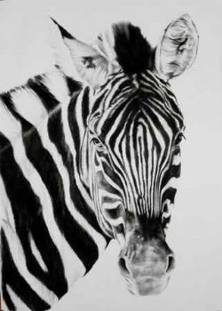 "Zebra 2"