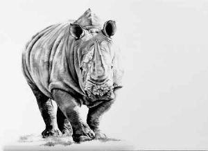 "Rhino 2"
