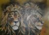 "Two Male Lions"
