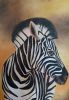 "Zebra"