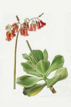 "Cotyledon Tomentosa"