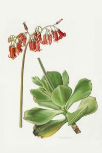 "Cotyledon Tomentosa"