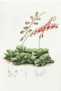 "Gasteria Glomerata"