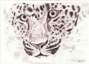 "The Glare"