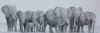 "Elephant Herd"