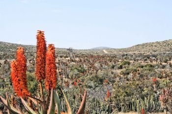 "Aloe Veld"