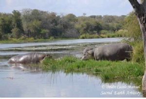 "Kruger National Park Hippo 01"