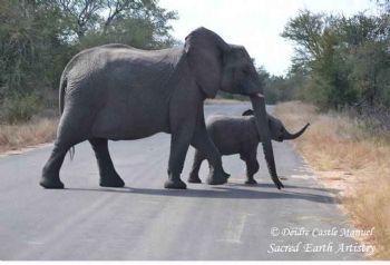 "Kruger National Park_Elephant 02"