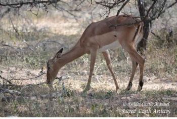 "Kruger National Park_Impala 01"