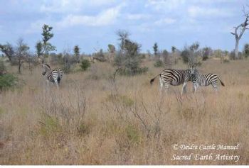 "Kruger National Park Zebra 01"