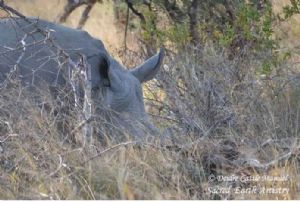 "Kruger National Park_Rhino 05"