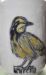 Bokmakkierie/Bush Shrike