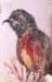 Orange Breasted Sunbird