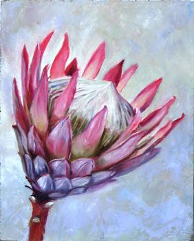 "King Protea 3"