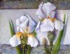 "Two White Irisses"
