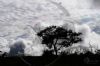 "Dark Tree Clouds"