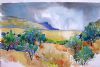 "Ouhout Bushes Southern Drakensberg"