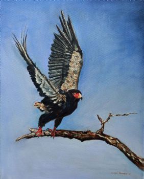 "Bateleur"