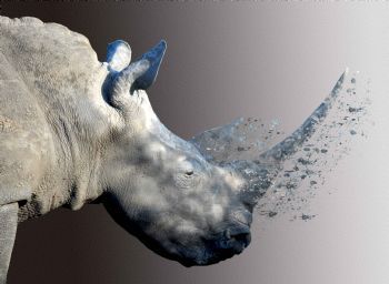 "Disappearing Rhinos"