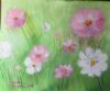 "Pink and White Cosmos Flowers"