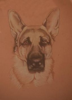 "German Sheppard"