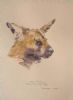 "Illustration Wild Dog 2"