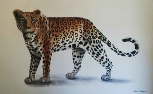 "Cape Leopard"