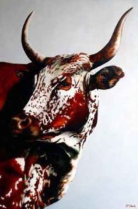 "Nguni - Guinevere"