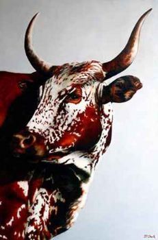 "Nguni - Guinevere"