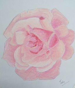 "The Pink Rose"