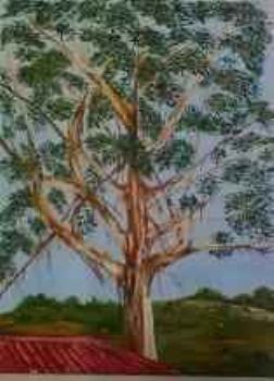 "Gumtree Behind Sheep Shed"