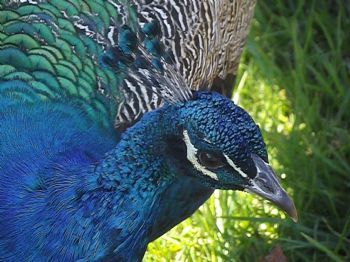 "Peacock"