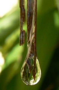 "Waterdrop"
