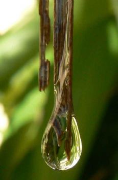 "Waterdrop"
