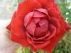 "Red Rose"