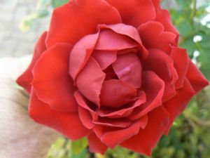 "Red Rose"
