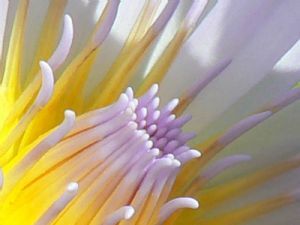 "Water Lily"