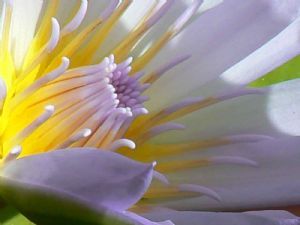 "Water Lily 2"