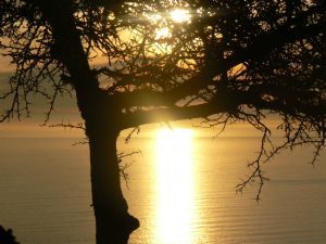 "Sunset Tree"