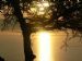 Sunset Tree